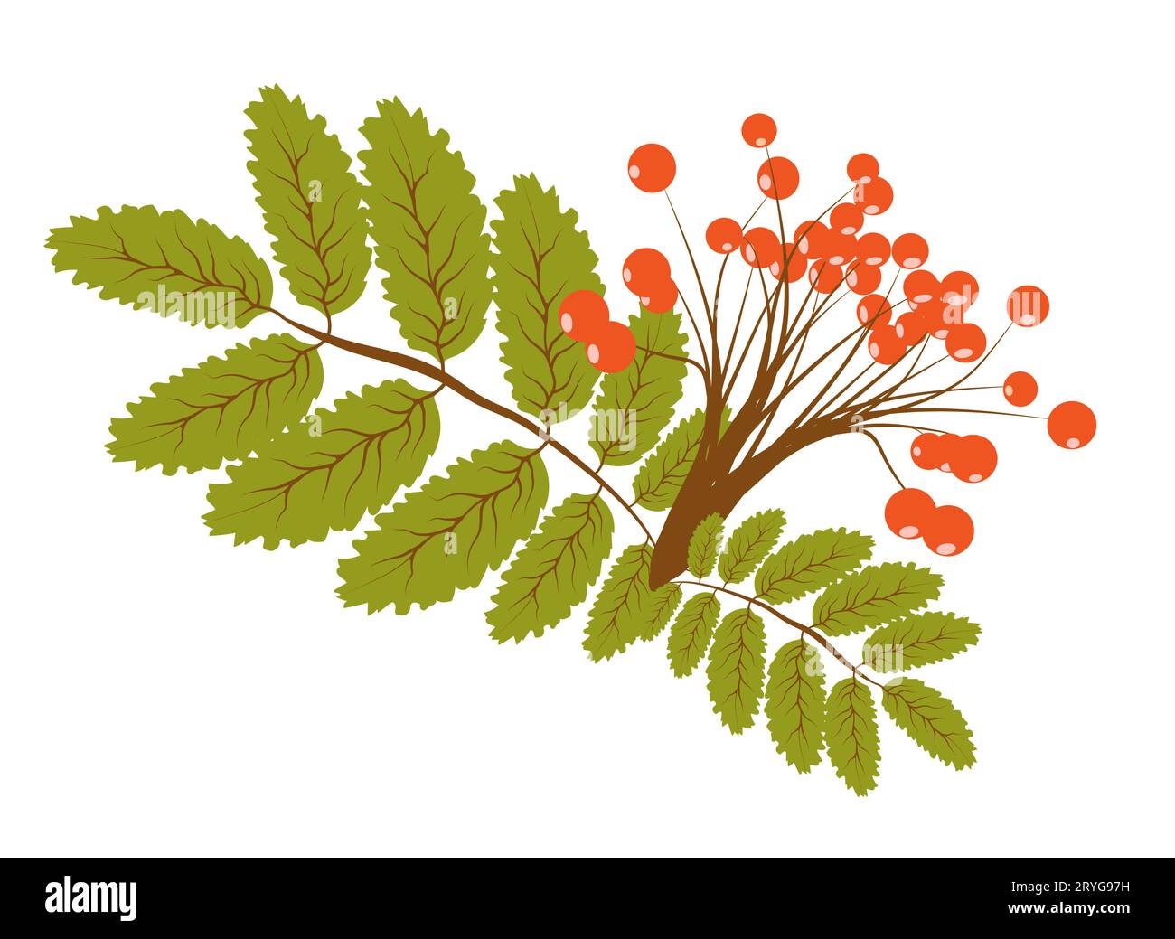 Rami di bacche di Rowan, albero di foresta di lamponi autunnale e autunnale con foglie, icona vettoriale isolata. Festività del Ringraziamento e vendemmia autunnale di Illustrazione Vettoriale