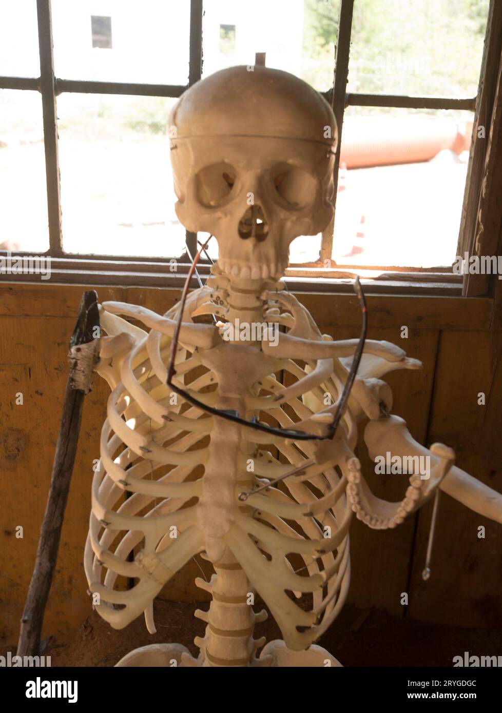 Scheletro umano, ossa e anatomia Foto Stock