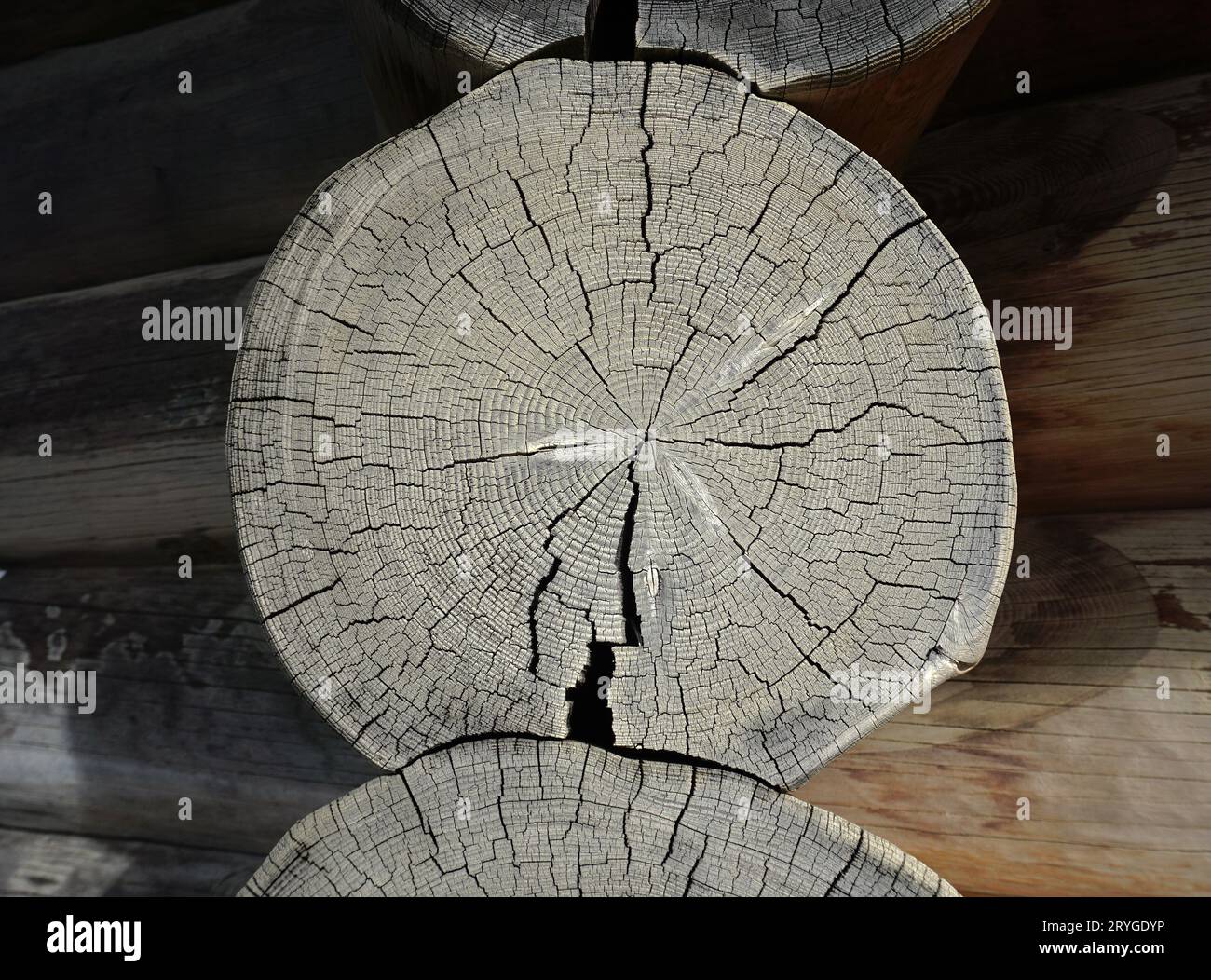 Disco albero; anelli di crescita; sezione trasversale legno; tronco albero su una casa di tronchi Foto Stock