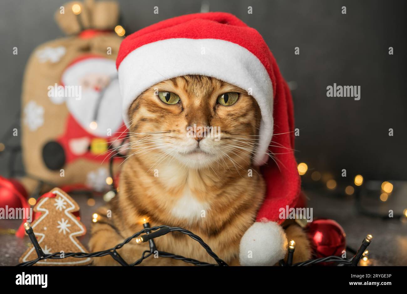 Un gatto domestico allo zenzero siede in un cappello di Capodanno su uno sfondo scuro con luci e decorazioni dell'albero di Natale. Foto Stock
