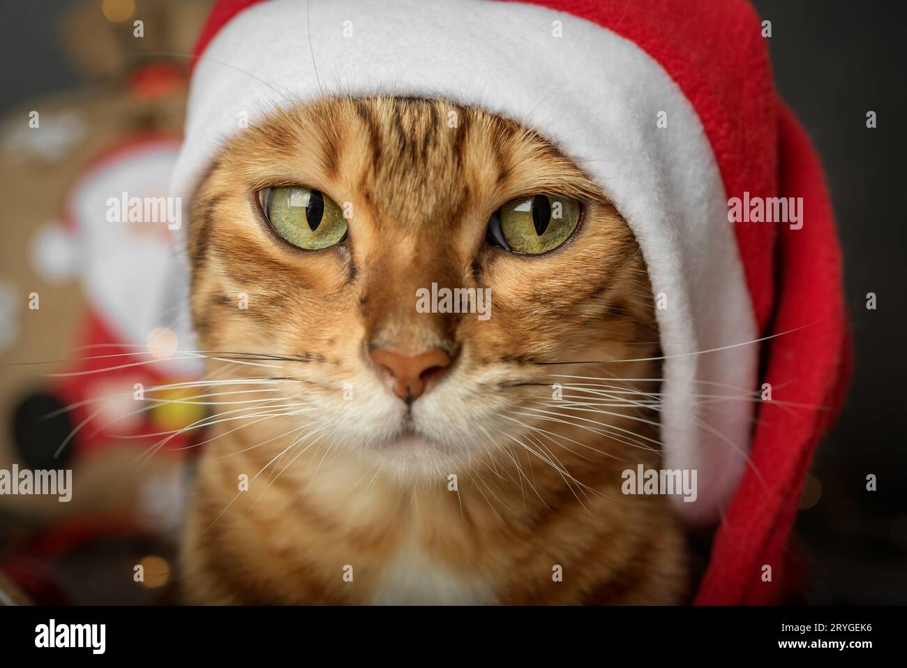 Testa di un gatto in un cappello di Babbo Natale da vicino su sfondo scuro. Foto Stock