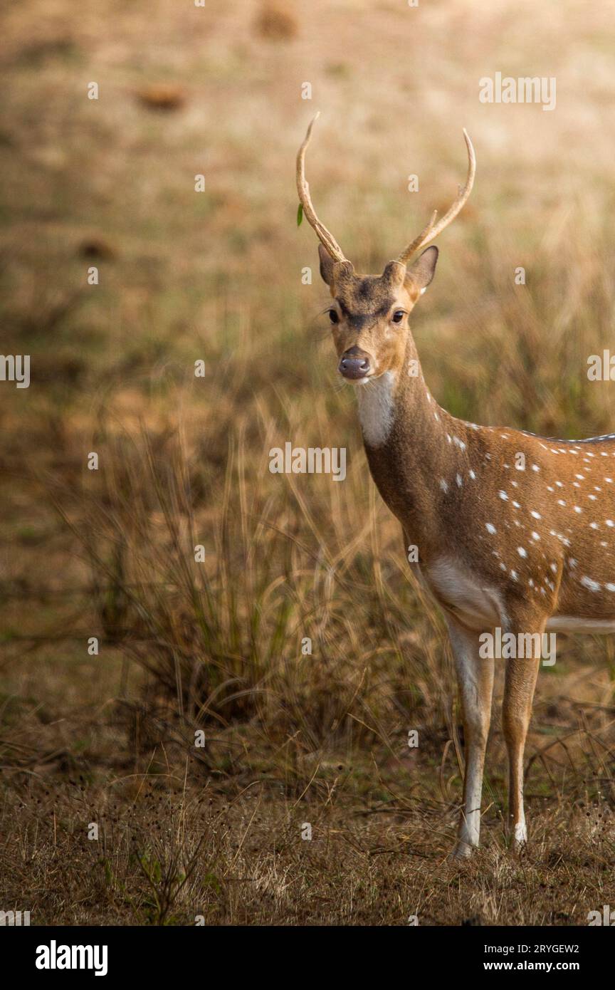 Cervi di Chital al parco nazionale di Wilpattu, Sri Lanka Foto Stock