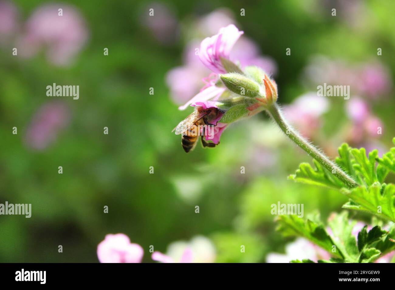 Ape in un dolce geranio profumato, Pelargonium graveolens, arbusto in primavera. Foto Stock