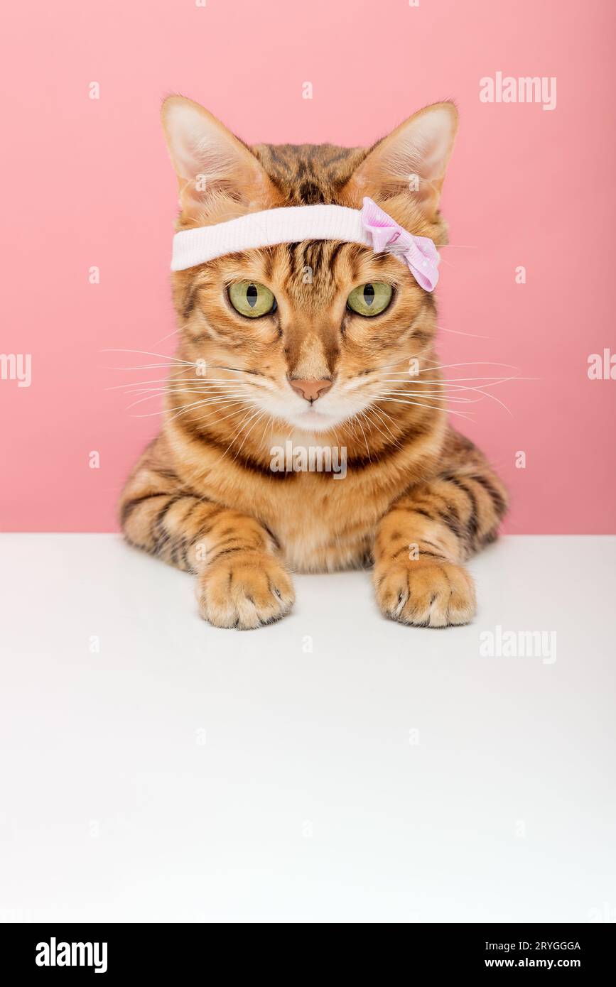 Adorabile gatto del Bengala con bordo rosa sullo sfondo. Foto Stock