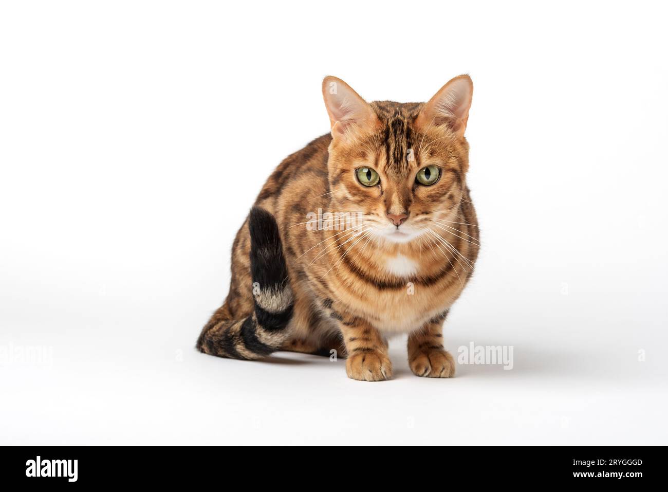 Ritratto di un gatto del Bengala dagli occhi verdi su sfondo bianco. Foto Stock