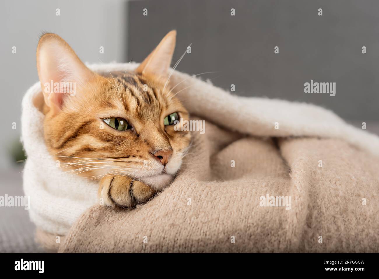 Il gatto del Bengala dorme dolcemente in camera. Foto Stock