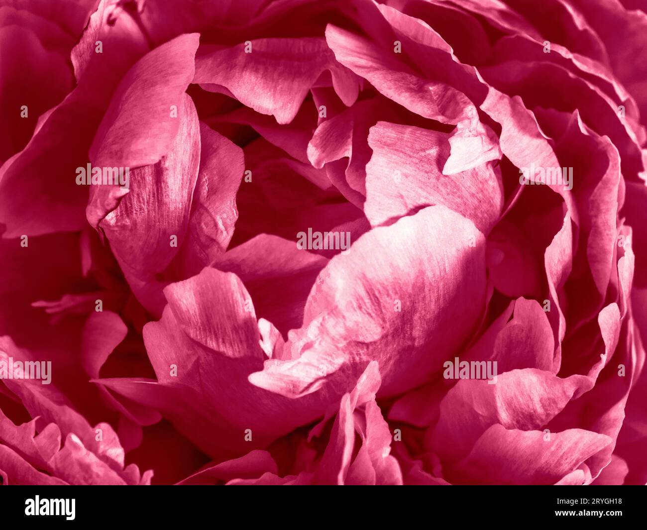 Viva Magenta 2023 sfondo con sfumatura di colore Acquerello Foto Stock