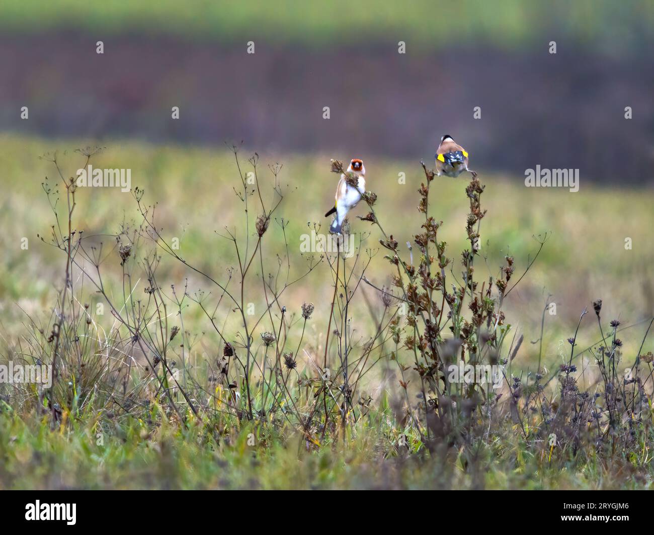 Goldfinch europeo sul ramoscello Foto Stock