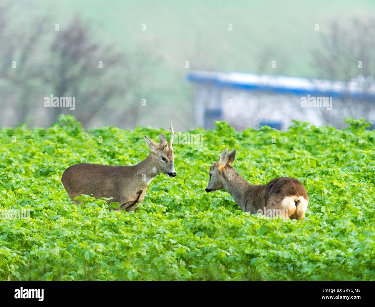 Cervi rossi, capreoli capreolus, un paio di intere stagioni che fissano un campo con fiori selvatici gialli. Due animali selvatici in piedi c Foto Stock