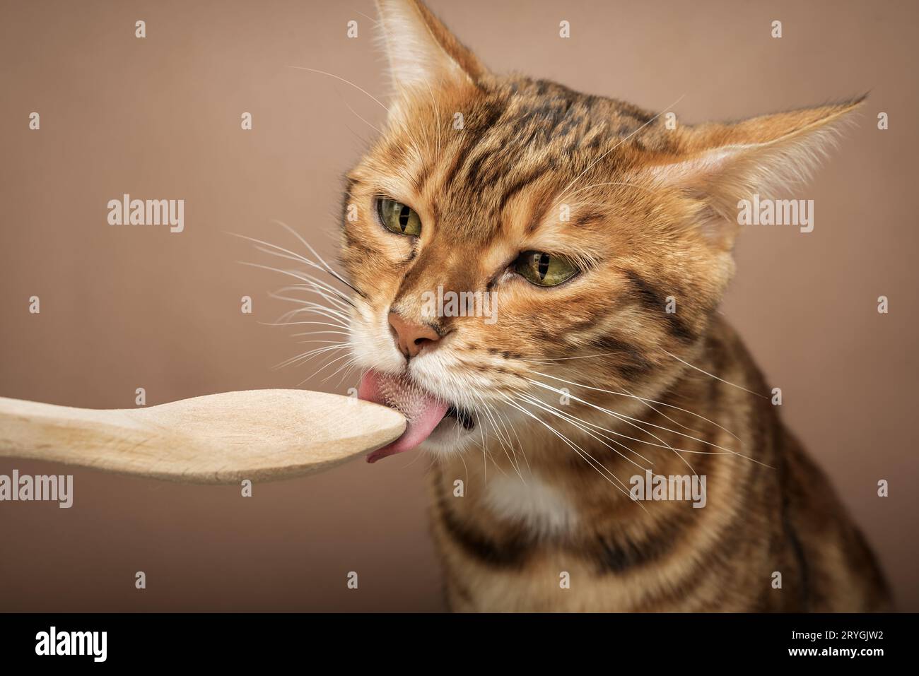 Il proprietario nutre un gatto carino da un cucchiaio di legno. Foto Stock