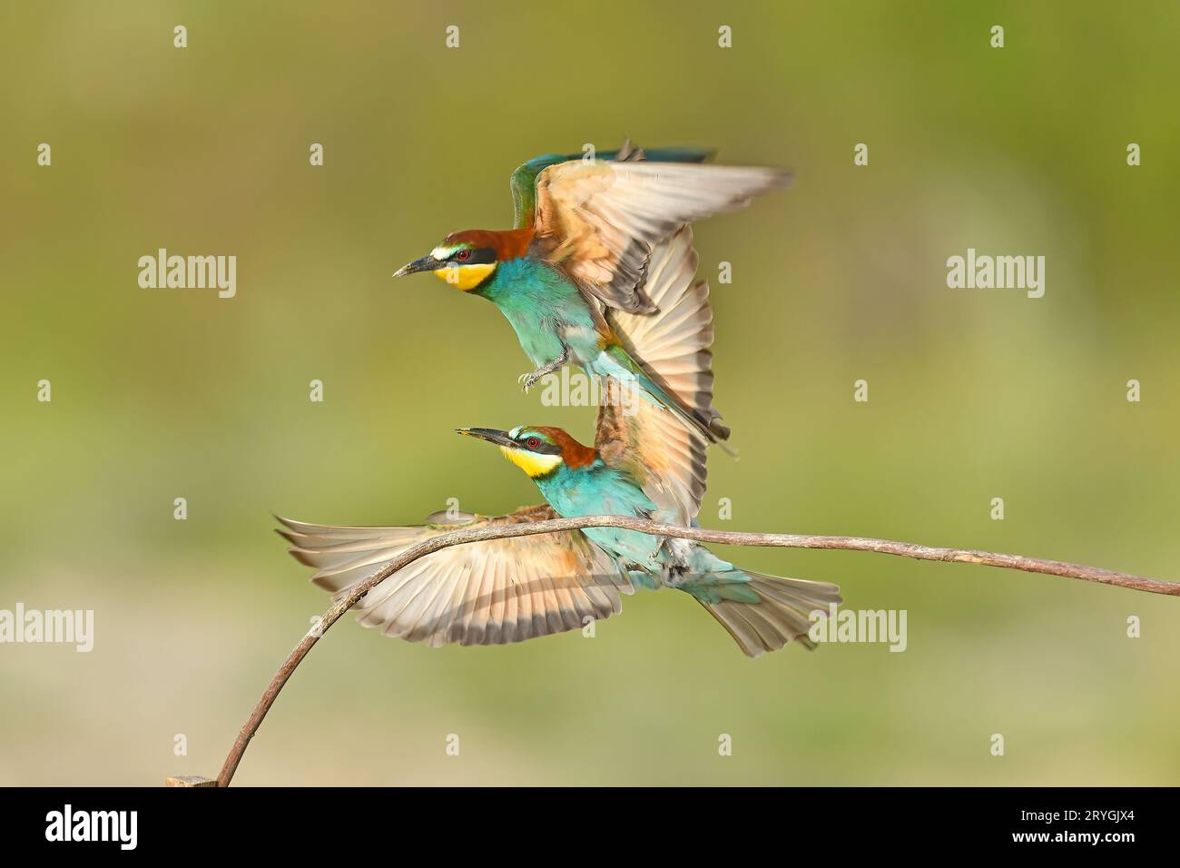 Due mangiatori d'api europei, Merops apiaster, seduti su un bastone che combatte, in una bella luce calda del mattino, Burdur, Turchia. Sfondo verde pulito. Foto Stock