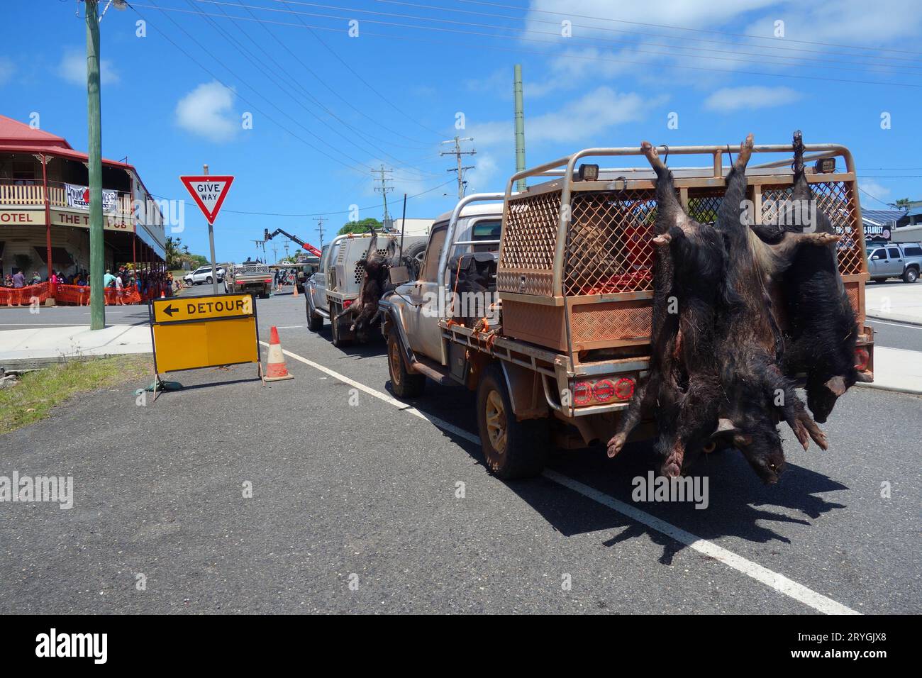 Utes con maiali morti in attesa del peso dopo il fine settimana di controllo dei suini selvatici, Hog Hunt 2023, Cooktown, Queensland, Australia. No MR o PR Foto Stock