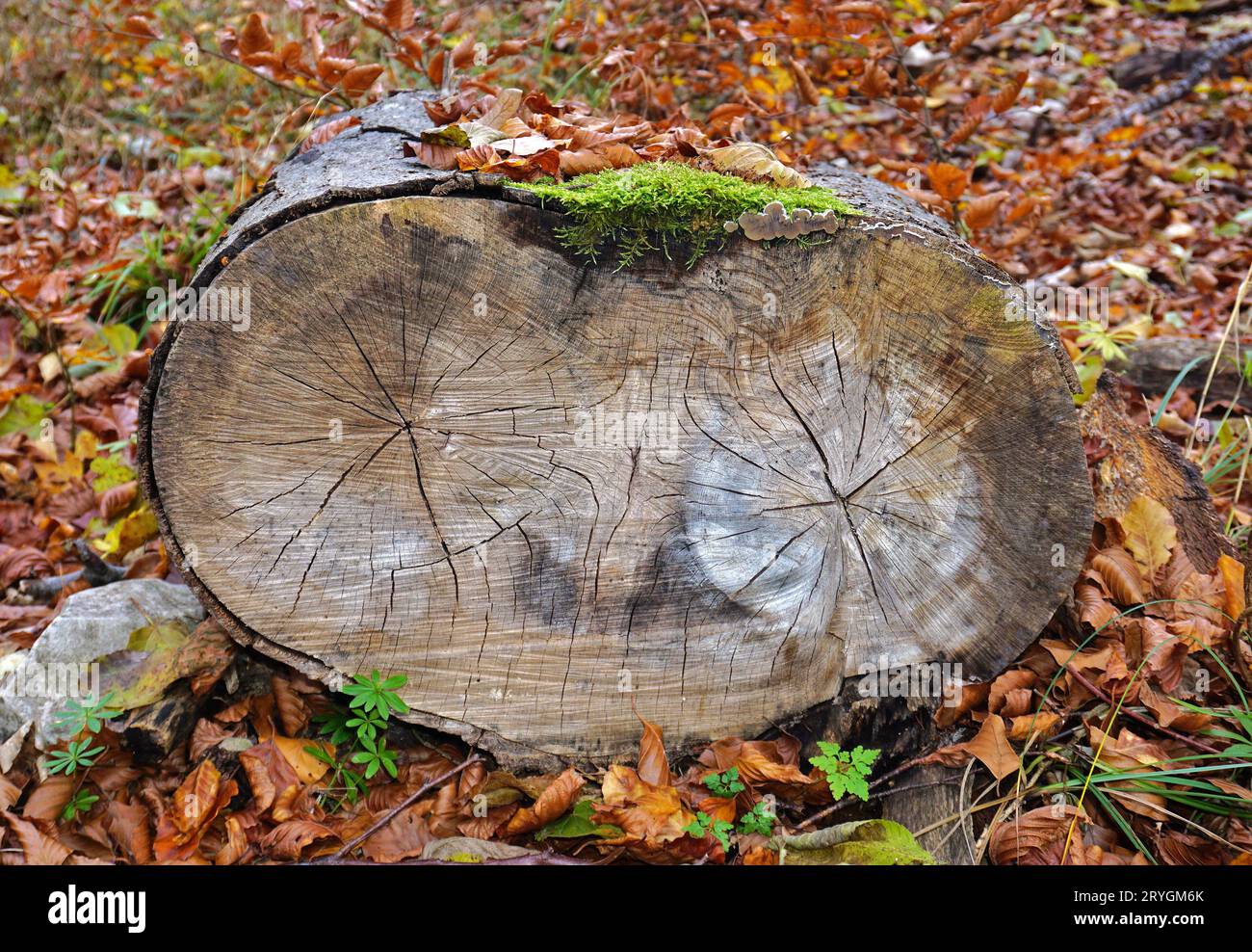 Fagus sylvatica; faggio comune; faggio europeo; disco d'albero; croce d'albero Foto Stock
