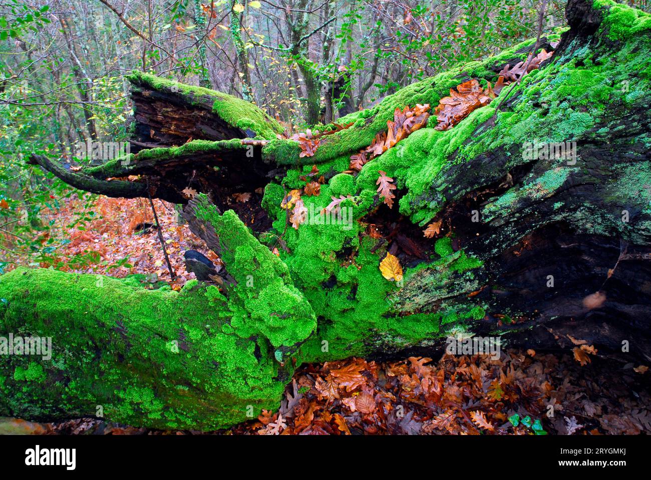 Un vecchio tronco di castagno (Castanea sativa) completamente ricoperto di muschio verde. Foto Stock