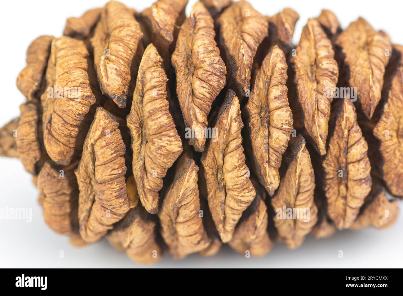 Cono di sequoia gigante (Sequoiadendron giganteum) isolato su sfondo bianco. Foto Stock