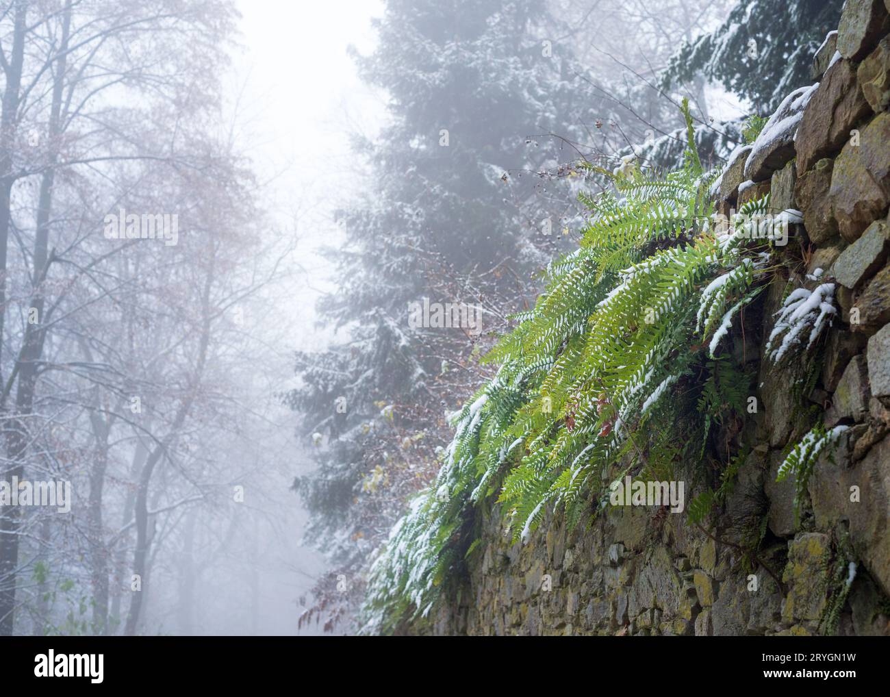 Fern su un muro con gelo in inverno Foto Stock