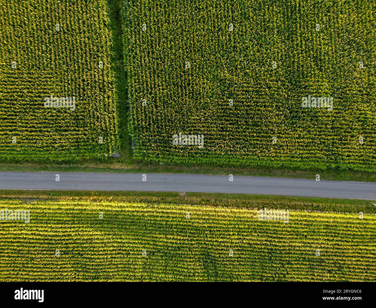 Vista panoramica dall'alto di diversi campi agricoli. Campo di mais giallo-verde e campi con altri impianti agricoli verdi Foto Stock