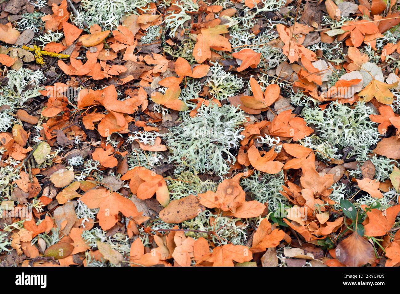 Foglie secche dell'acero di Montpellier (Acer monspessulanum) insieme ai licheni sul terreno. Foto Stock