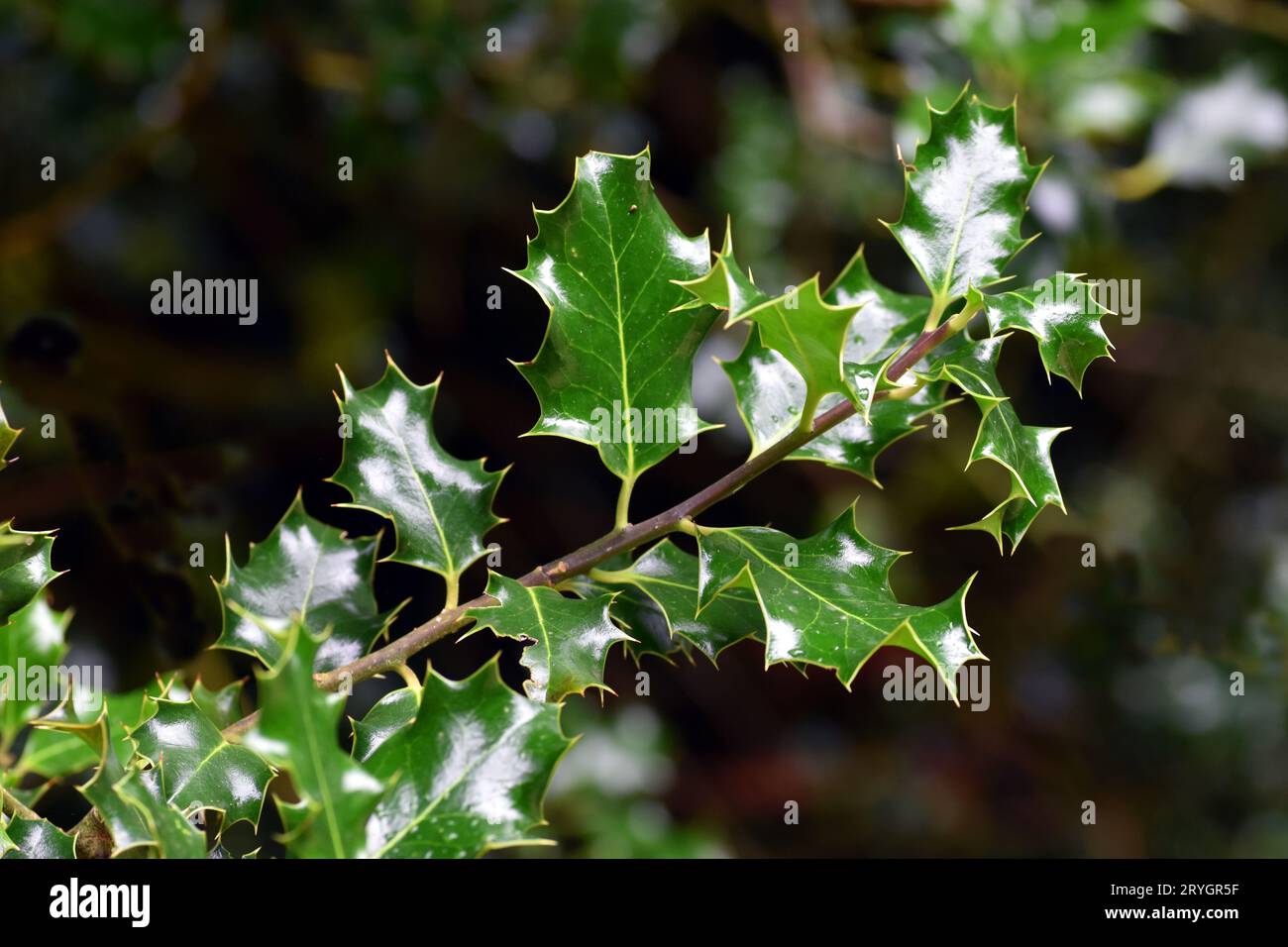 Dettaglio delle foglie di holly (Ilex aquifolium) su un ramo. Foto Stock