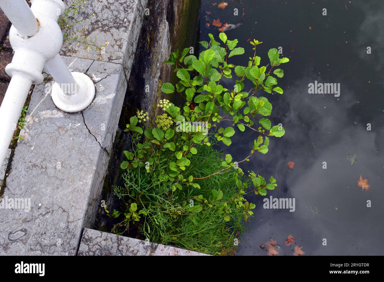 Piante urbane e ruderali: Un ontano (Alnus glutinosa) nei bacini dell'estuario di Bilbao. Foto Stock