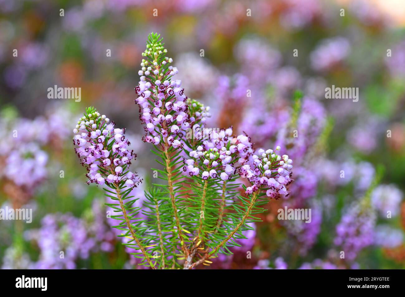 La brughiera cornica (Erica vagans) in fiore. Foto Stock