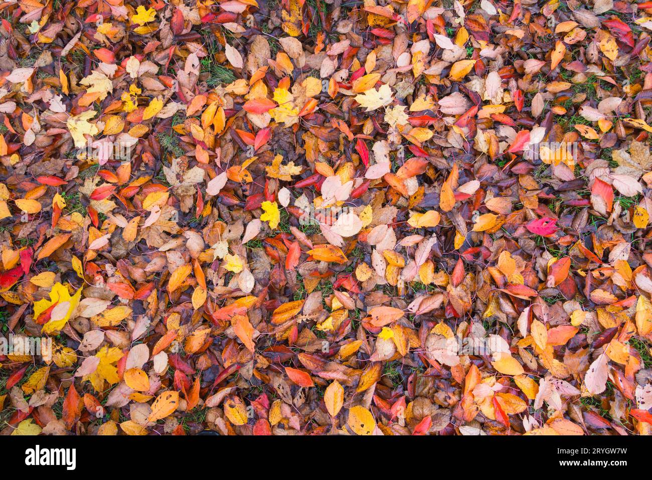 Le foglie cadute sono coperte su un terreno nel Burgenland Foto Stock