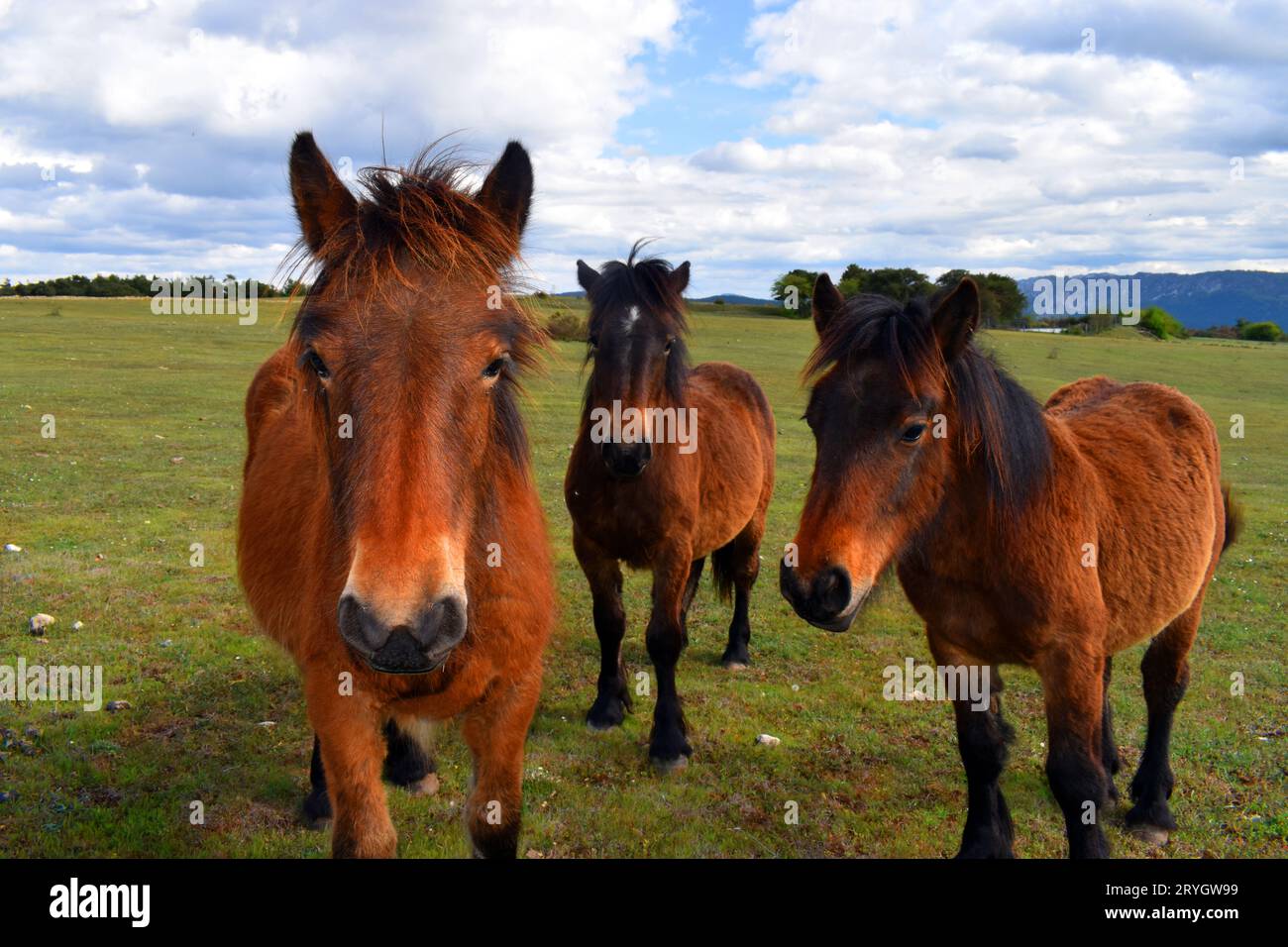Gruppo di tre cavalli in un prato e cielo con nuvole. Foto Stock