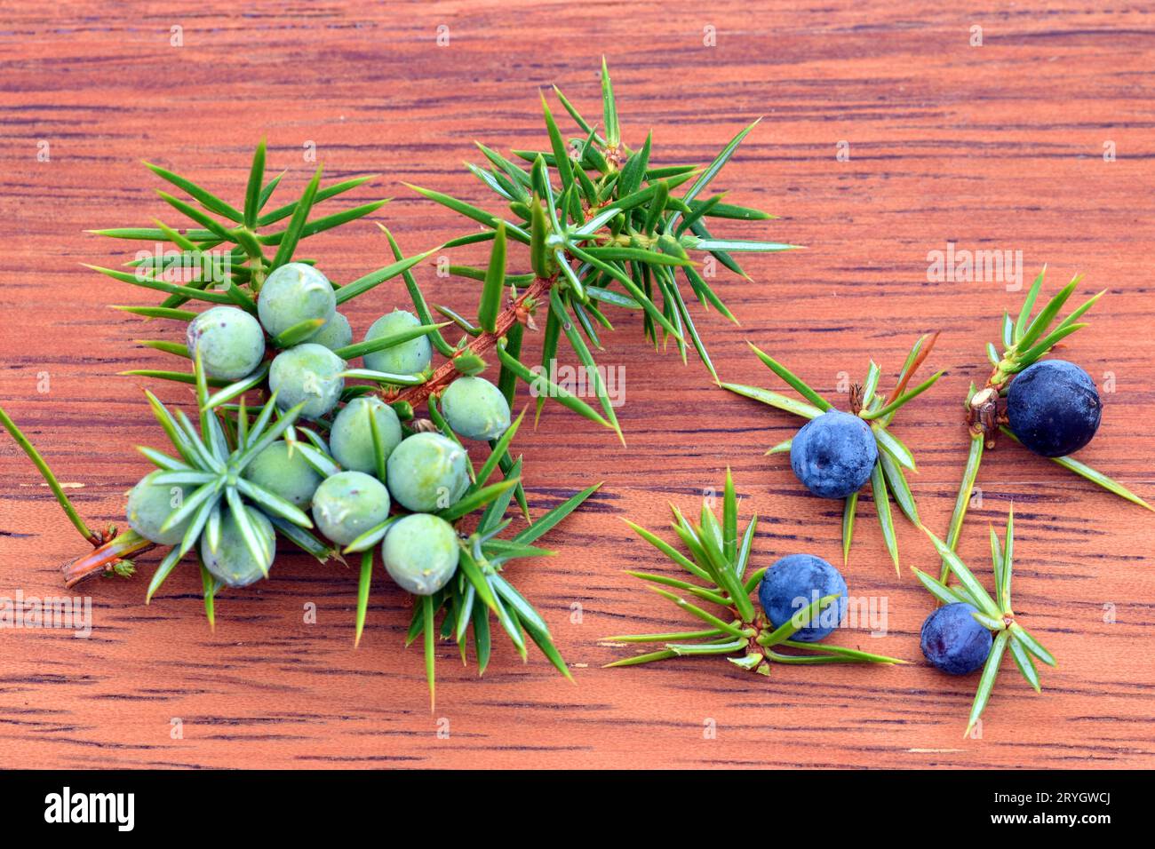 Frutti maturi e immaturi del ginepro comune (Juniperus communis) su una tavola di legno. Foto Stock