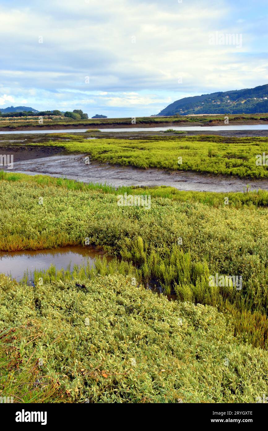 Paesaggio delle paludi di Urdaibai con vegetazione di acqua salmastra (halofite). Bizkaia. Paesi baschi. Spagna. Foto Stock