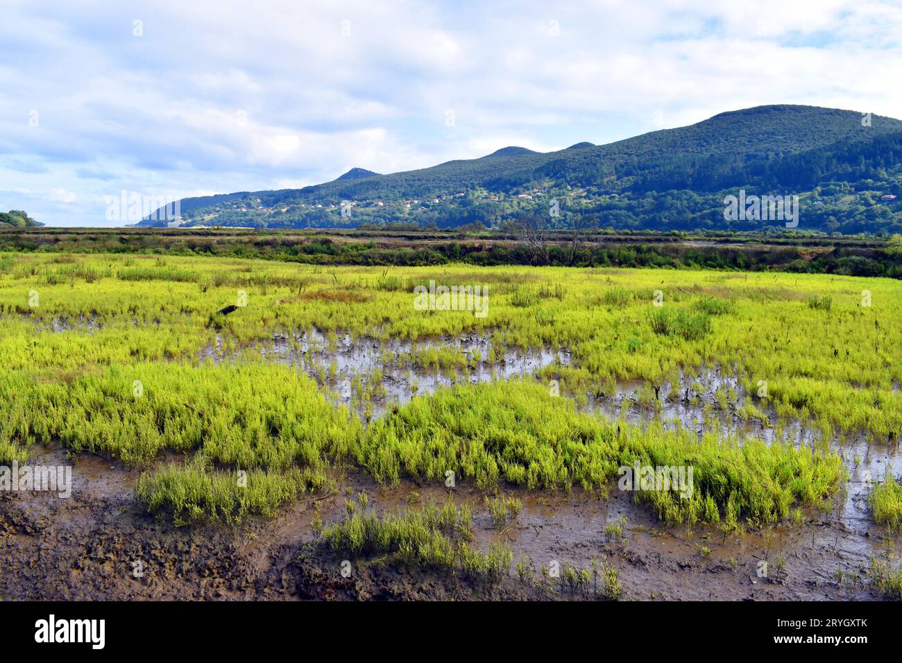 Paesaggio delle paludi di Urdaibai con vegetazione di acqua salmastra (halofite). Bizkaia. Paesi baschi. Spagna. Foto Stock
