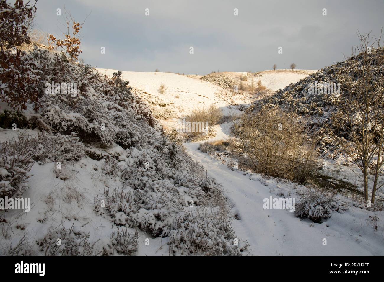 Segui un percorso su una fattoria collinare gallese attraverso le gorse e le zone umide dopo una caduta di neve. Powys, Galles. Gennaio. Foto Stock