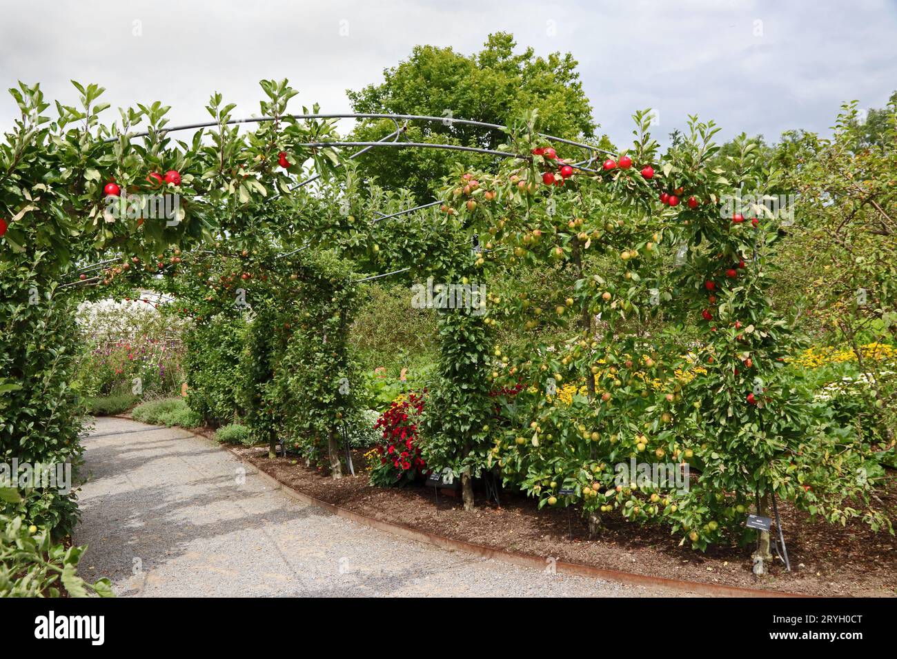 Alberi di mele addestrati a formare un arco sopra il percorso Foto Stock