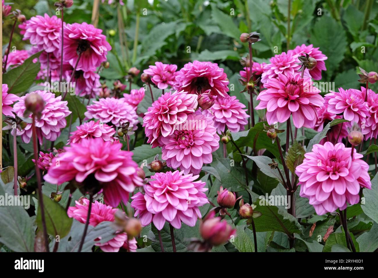 Decorativo viola lilla dahlia "Melissa Anna Marijke" in fiore. Foto Stock