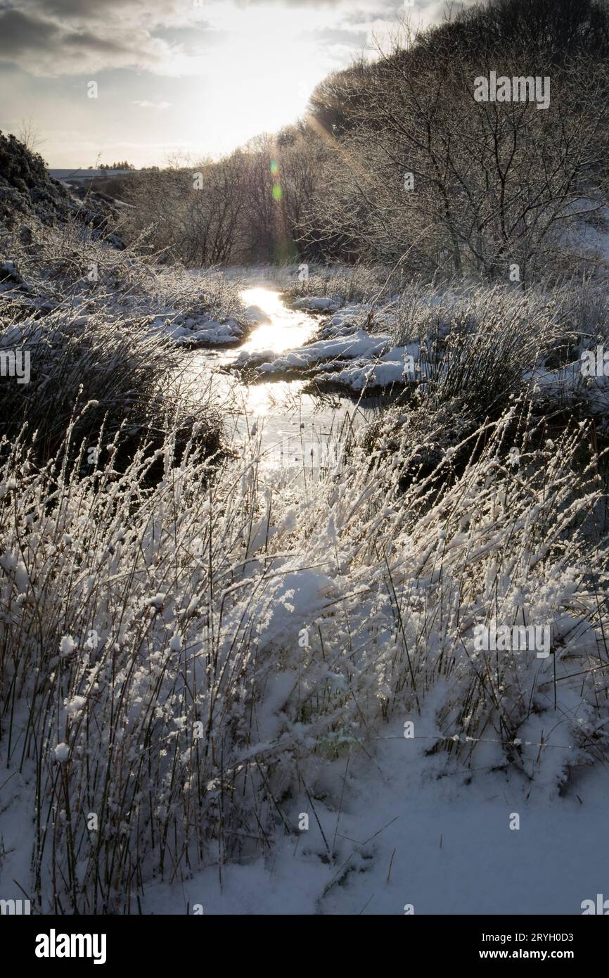 La luce del sole si riflette su un ruscello che scorre attraverso paludi e boschi dopo una caduta di neve. Powys, Galles. Gennaio. Foto Stock