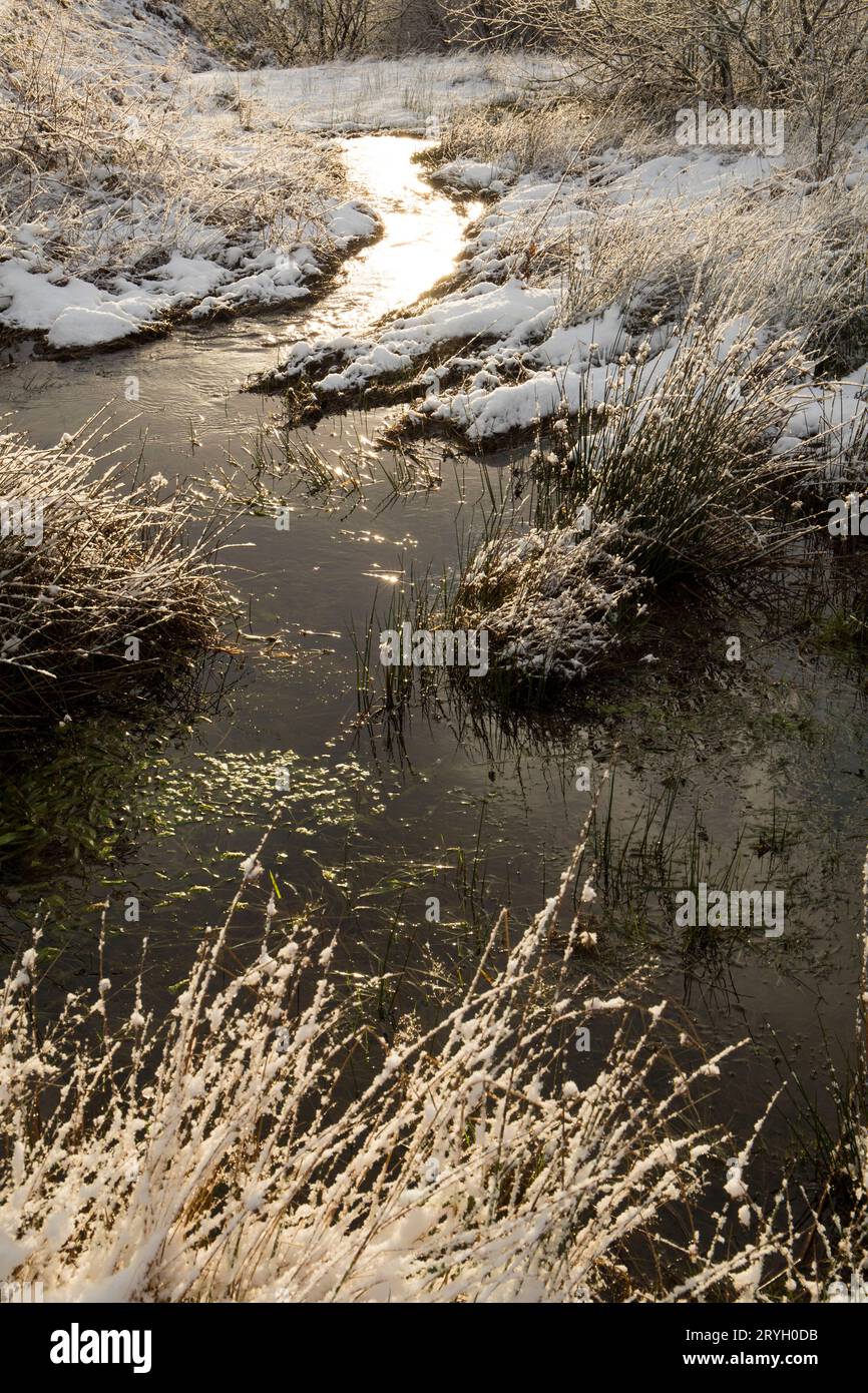 La luce del sole si riflette su un ruscello che scorre attraverso paludi e boschi dopo una caduta di neve. Powys, Galles. Gennaio. Foto Stock