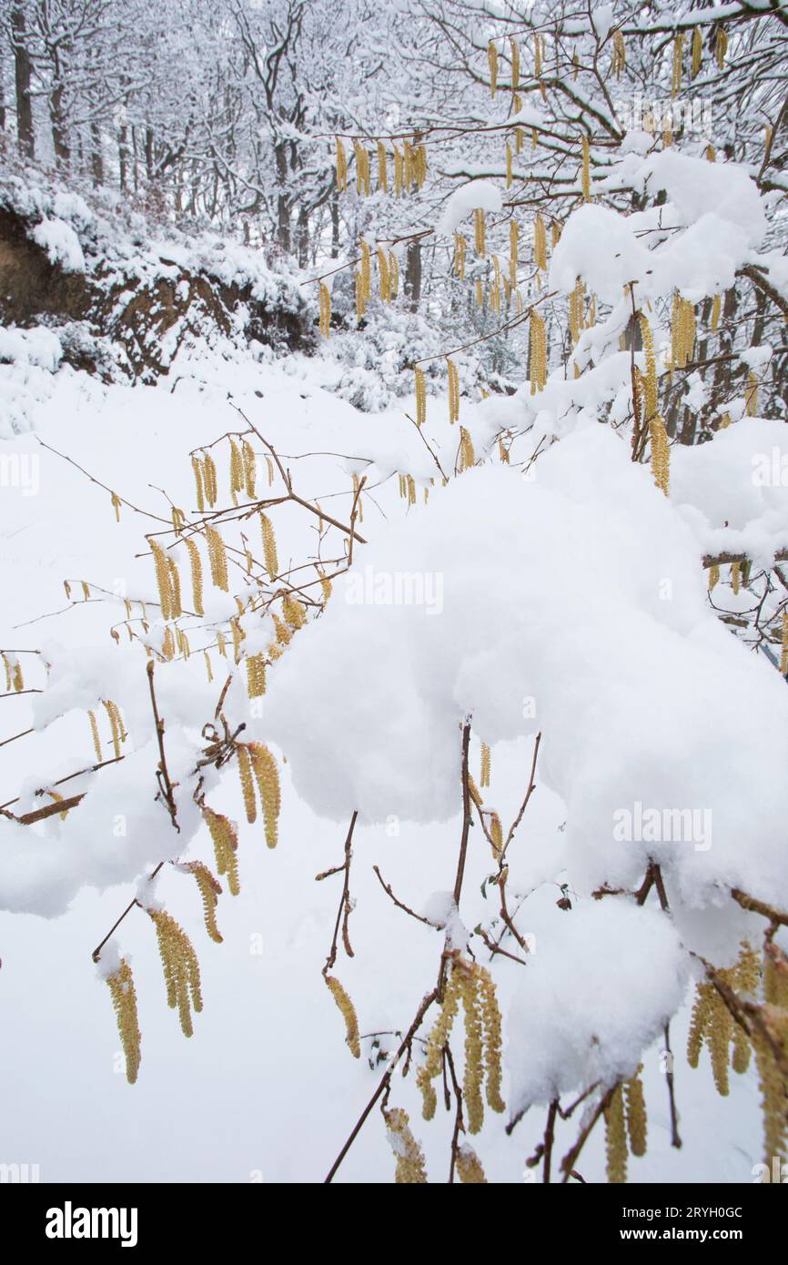 Hazel (Corylus avellana) si catingia su un albero nel bosco dopo una caduta di neve. Powys, Galles. Marzo. Foto Stock