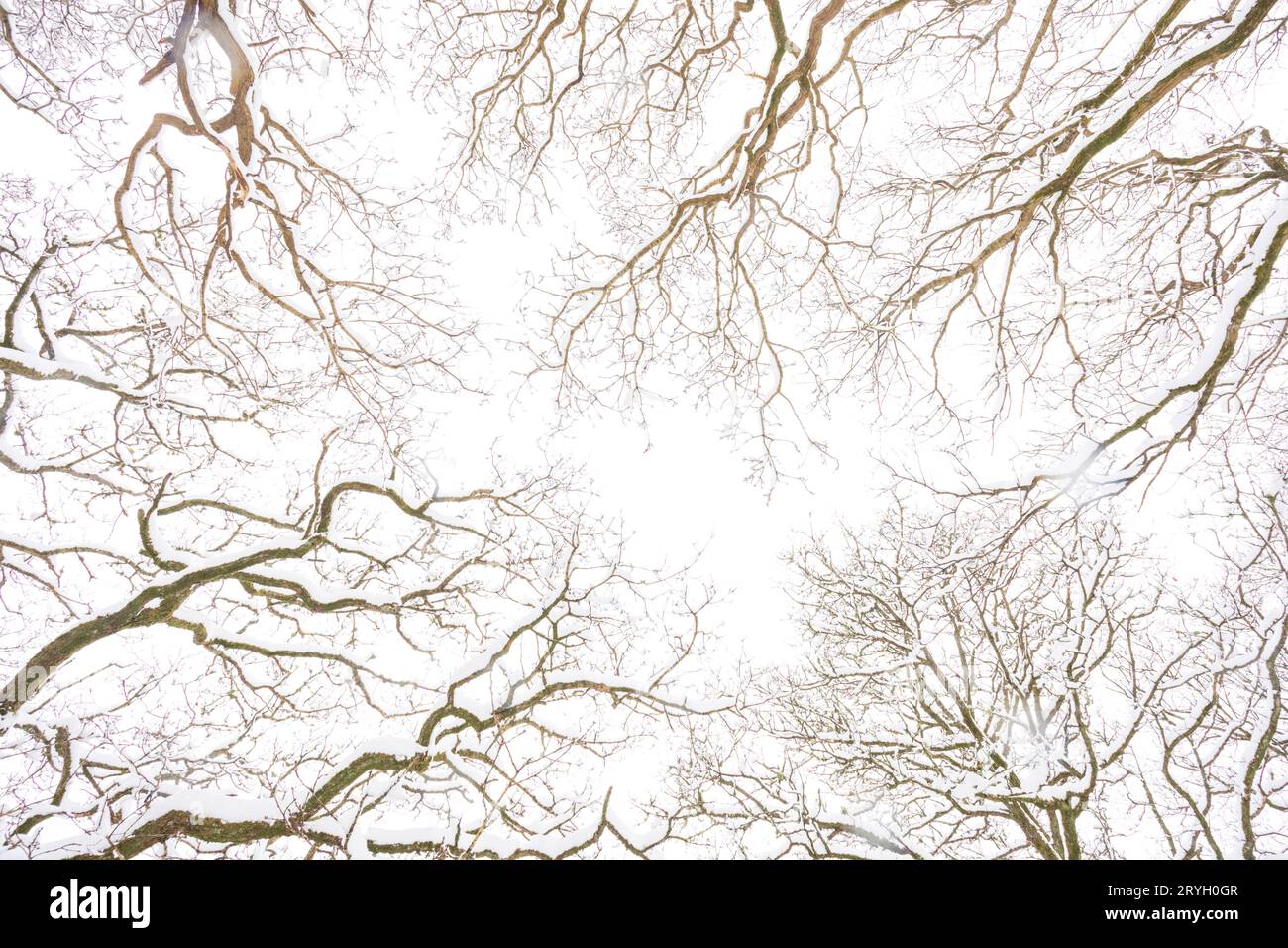 Schemi di rami di querce sessile in bosco dopo una caduta di neve. Powys, Galles. Marzo. Foto Stock Schemi di rami di querce sessile in bosco dopo una caduta di neve. Powys, Galles. Marzo. Foto Stock