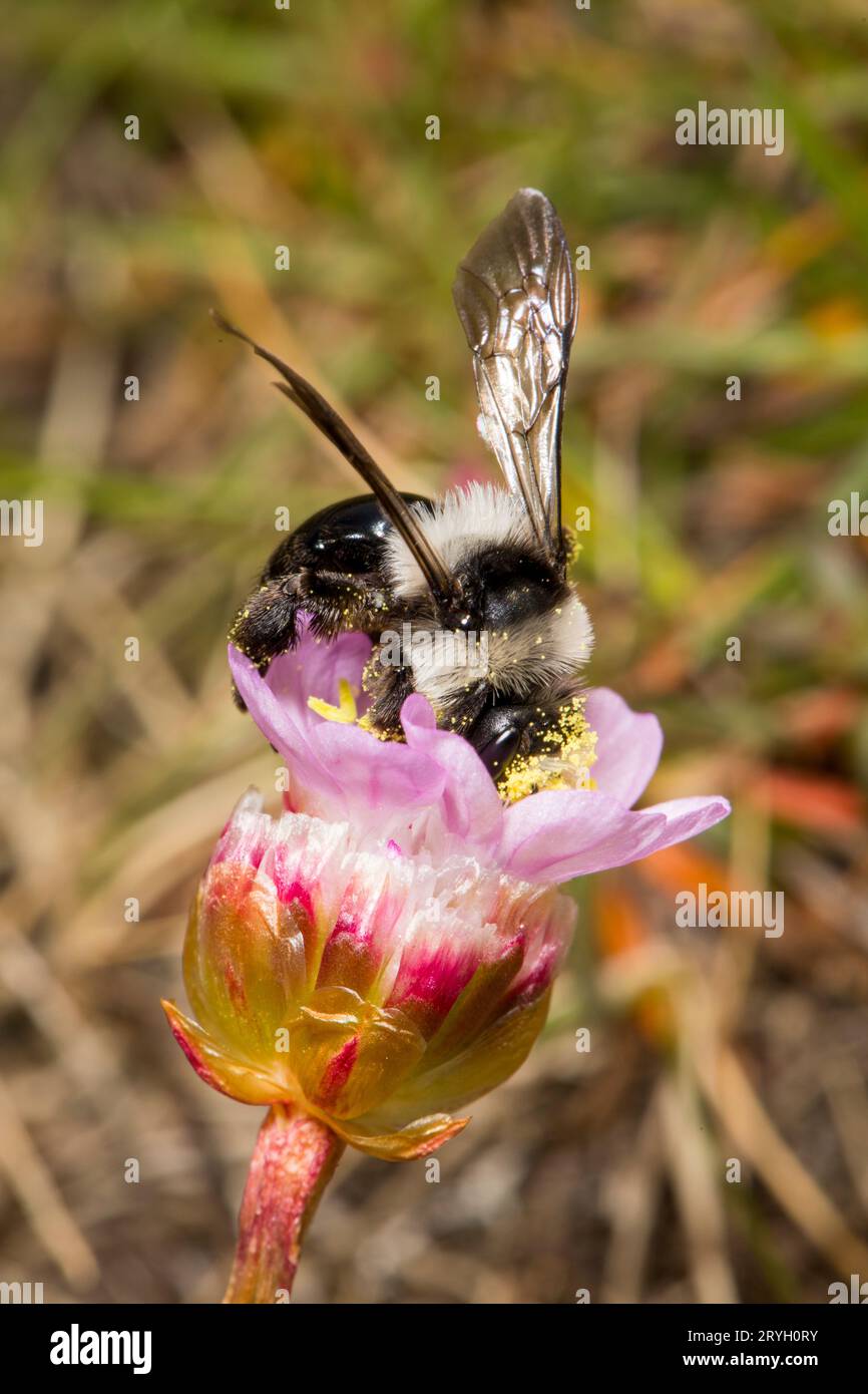 Ash Mining Bee (Andrena cineraria) alimentazione femminile di fiori di spugna. Aber Dysynni, Gwynedd, Galles. Maggio. Foto Stock