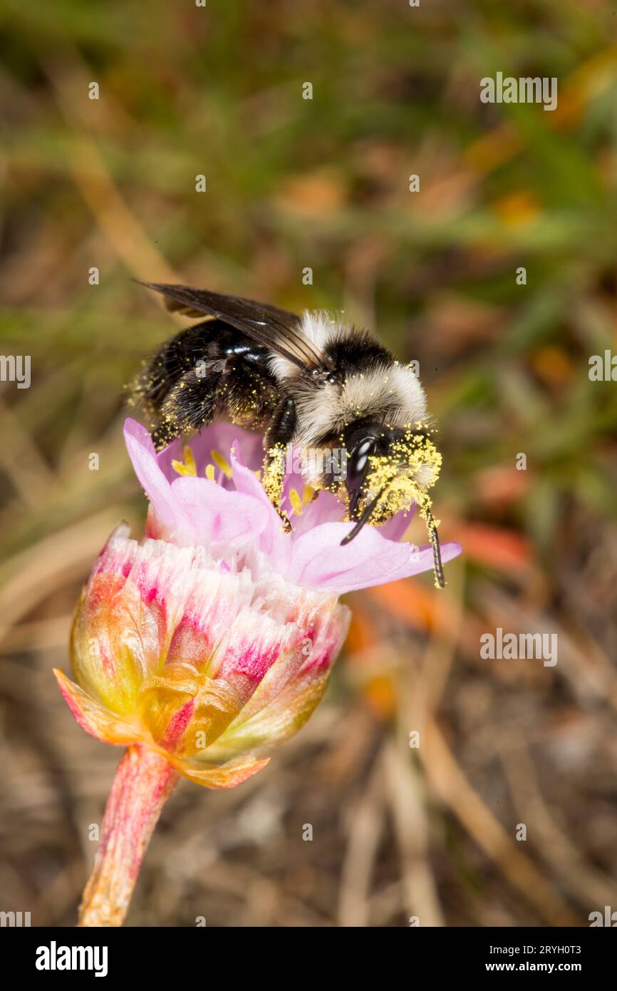 Ash Mining Bee (Andrena cineraria) alimentazione femminile di fiori di spugna. Aber Dysynni, Gwynedd, Galles. Maggio. Foto Stock