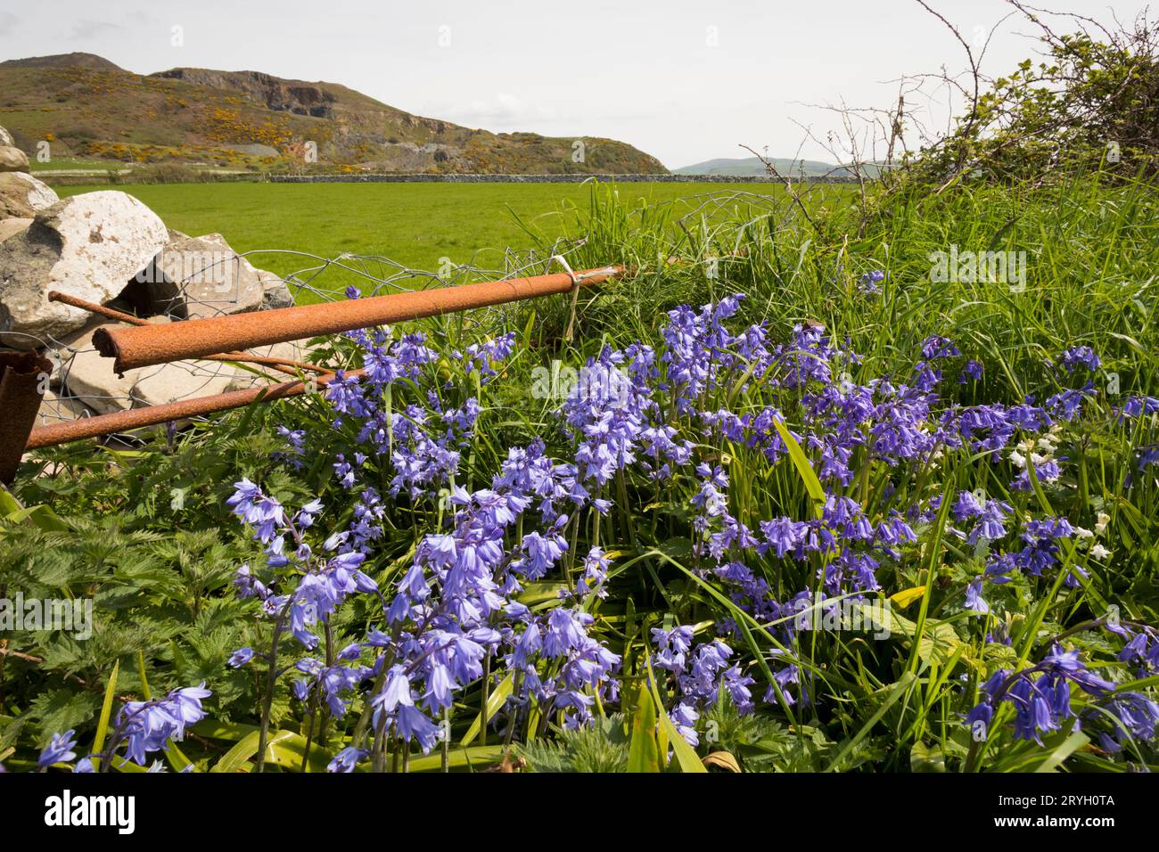 Campanelli ibridi (Hyacinthoides x massartiana) che fioriscono in prossimità di una strada. Tonfanau, Gwynedd, Galles. Maggio. Foto Stock