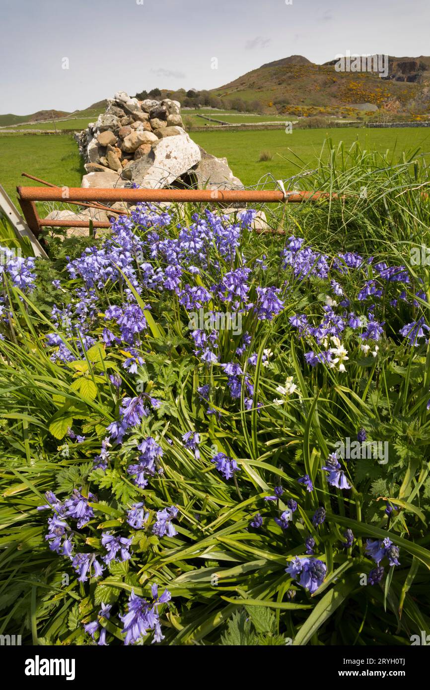 Campanelli ibridi (Hyacinthoides x massartiana) che fioriscono in prossimità di una strada. Tonfanau, Gwynedd, Galles. Maggio. Foto Stock