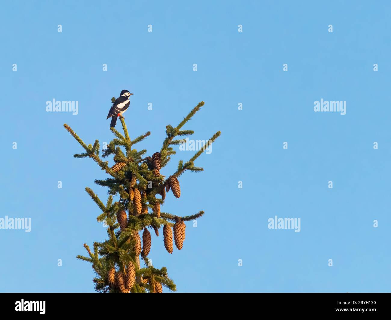 Femmina di picchio rosso maggiore Foto Stock