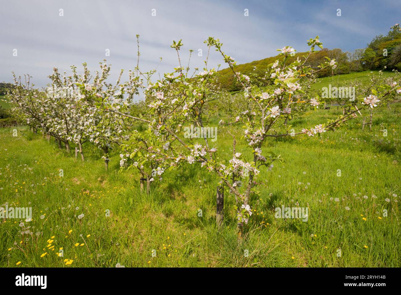 Fiorisce su meli coltivati (Malus domestica) in un frutteto biologico. Powys, Galles. Maggio Foto Stock