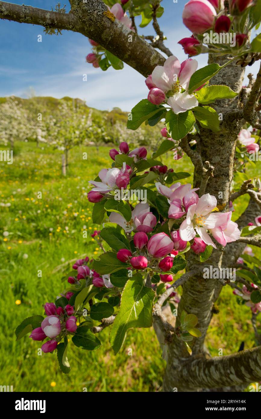 Fioritura su meli coltivati (Malus domestica) varietà "Arthur Turner" in un frutteto biologico. Powys, Galles. Maggio Foto Stock