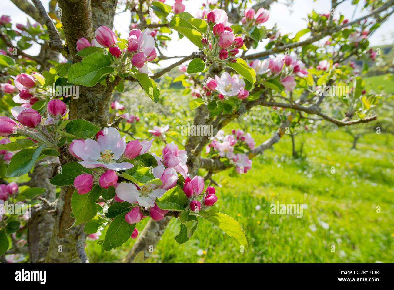 Fioritura su meli coltivati (Malus domestica) varietà "Arthur Turner" in un frutteto biologico. Powys, Galles. Maggio Foto Stock