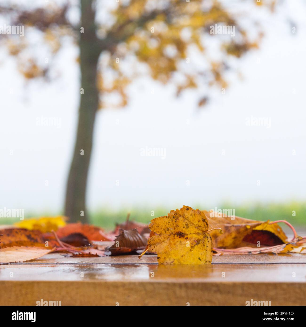 Tavolo autunnale - foglie arancioni e asse di legno al tramonto nella foresta Foto Stock