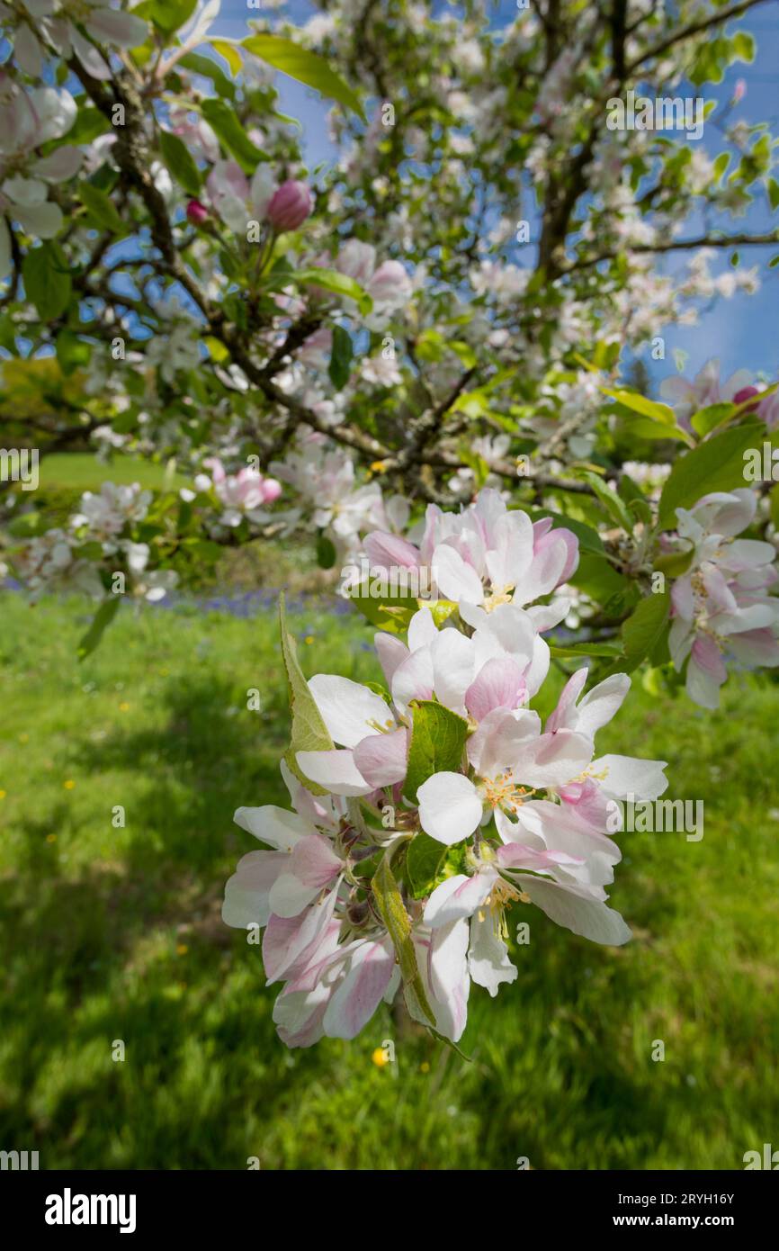 Fioritura su meli coltivati (Malus domestica) varietà 'tom Putt' in un frutteto biologico. Powys, Galles. Maggio Foto Stock