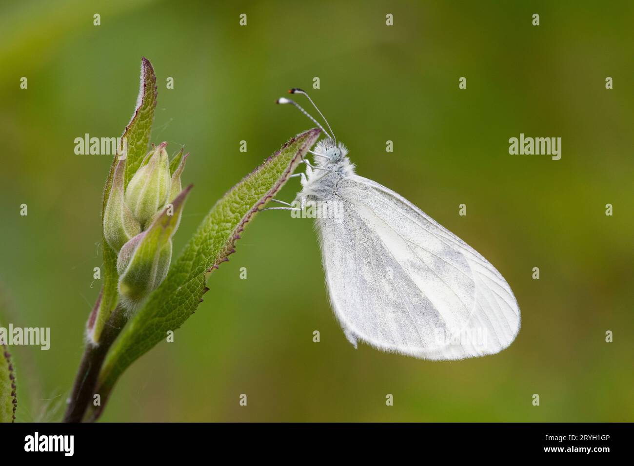 Farfalla bianca di legno (Leptidea sinapis) che riposa adulto nel bosco. Shropshire, Inghilterra. Maggio. Foto Stock