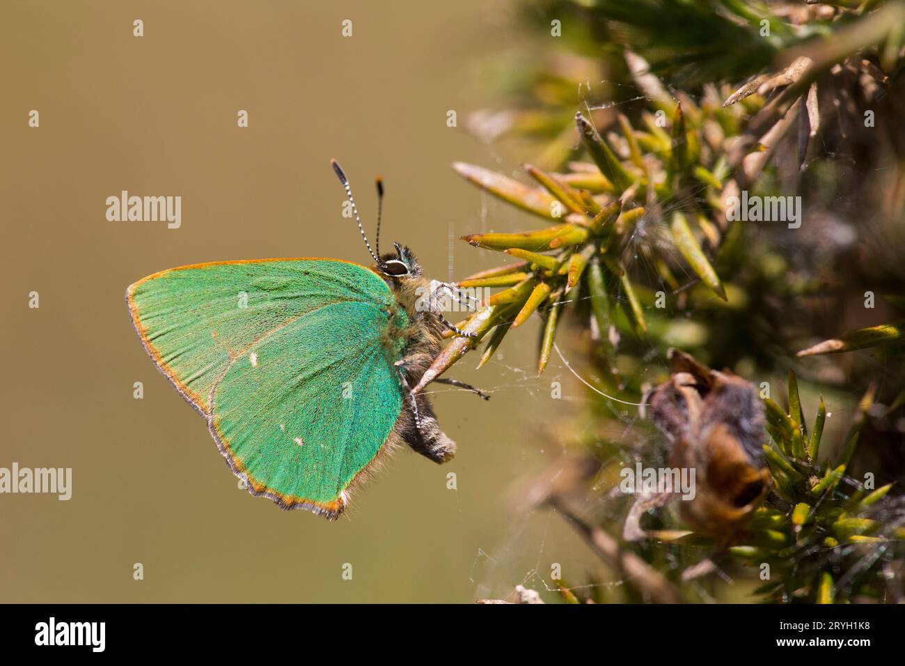 Farfalla Green Hairstreak (Callophrys rubi) appollaiata su gorse (Ulex gallii). Powys, Galles. Maggio. Foto Stock