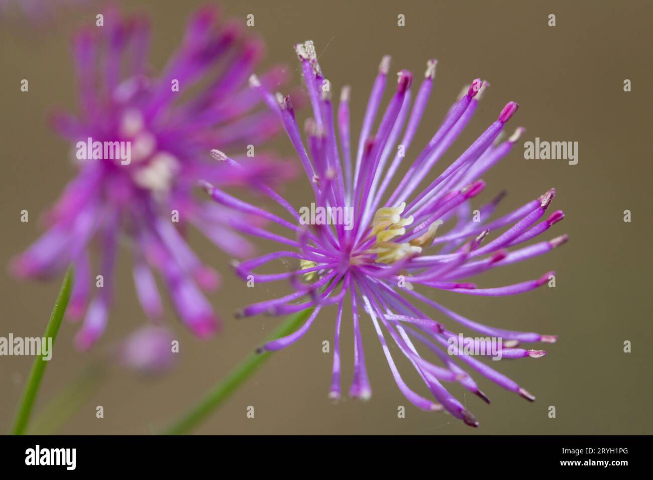 Flowers of Meadow Rue Thalictrum delaveyi "Calze nere" in agarden. Powys, Galles. Maggio. Foto Stock